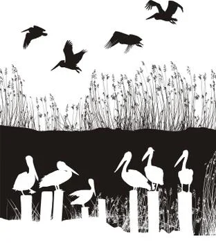 Flock of pelicans Stock-Illustration