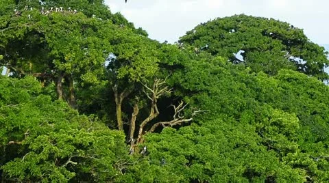 Flock of Pelicans perched on treetops Stock Footage 11270430