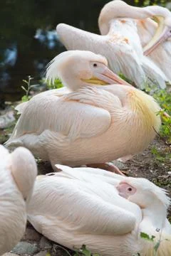 Flock of pelicans Foto stock