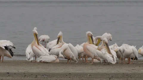 Flock of pelicans resting Stock Footage 125956441