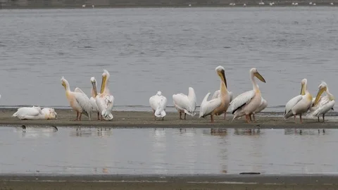 Flock of pelicans resting Stock Footage 125956446