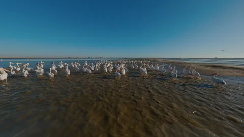 A Flock of Pelicans on the Shore Stock Footage 297578083