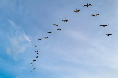 A flock of pelicans in the sky against the background of clouds, Georgia USA Фото