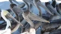 Flock of Pelicans standing around Video HD