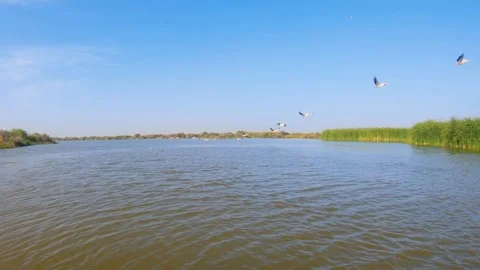 Flock of pelicans starting to fly. African wildlife. Stock Footage 102788901