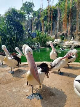 A flock of pelicans sunbathing Stock Photos