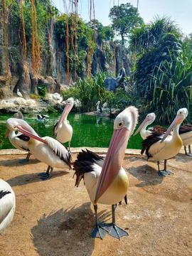 A flock of pelicans sunbathing Stock Photos