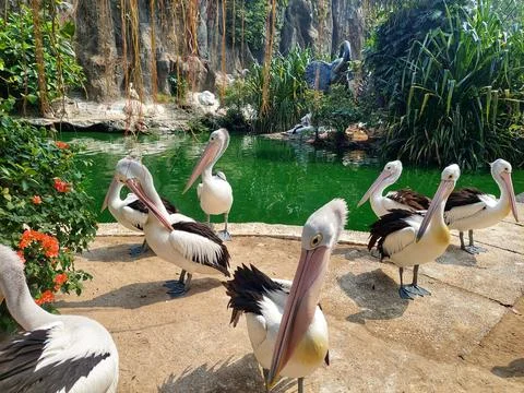 A flock of pelicans sunbathing Stock Photos