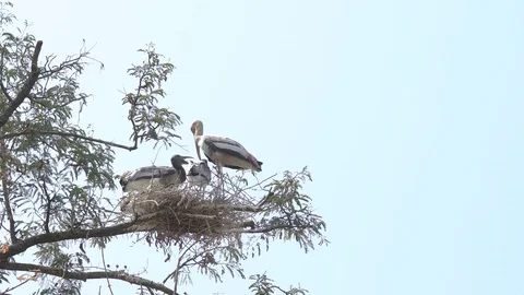 Flock of Pelicans in the Tree. Young chicks sitting in the Nest. thailand. Stock Footage 128112926