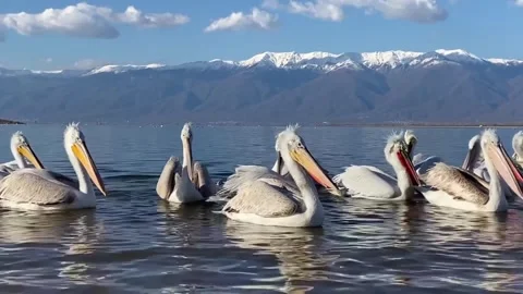 A flock of pelicans in the water Stock Footage 326767252