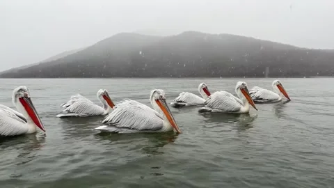 A flock of pelicans in the water Stock Footage 326767460