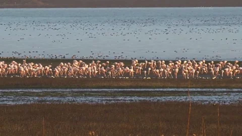 A flock of pelicans in the water Stock Footage 326767622