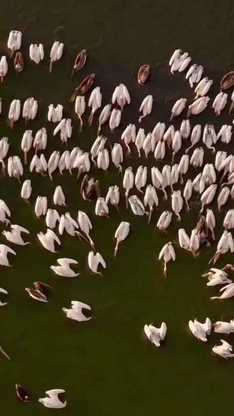 A flock of pelicans in the water Stock Footage 326767631
