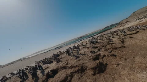 A Flock of Penguins Bask in the Sun Stock Footage 295028054