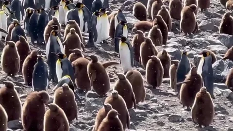 A flock of penguins on the beach Video stock 327947492