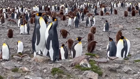 A flock of penguins on the beach Stock Footage 327947501