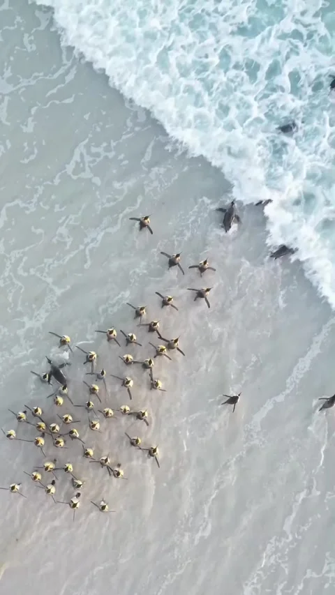 A flock of penguins heads to the beach Stock Footage 321040513