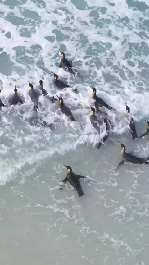 A flock of penguins heads to the beach Stock Footage 321040545