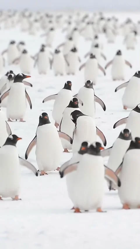 A flock of penguins heads to the beach Stock Footage 321184481