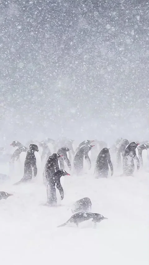 A flock of penguins heads to the beach Video stock 321184532