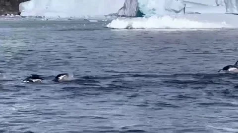 A flock of penguins jumping on the surface of the sea Stock Footage 327947477
