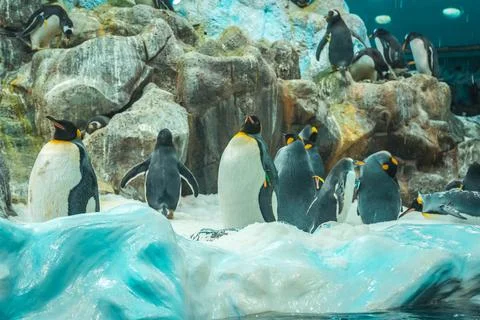A flock of penguins on the rocks in Loro Parque, Tenerife Stock Photos
