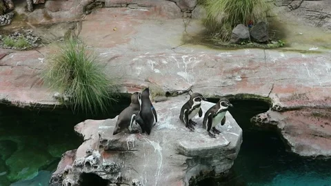 A flock of penguins standing on a rock Stock Footage 237753548