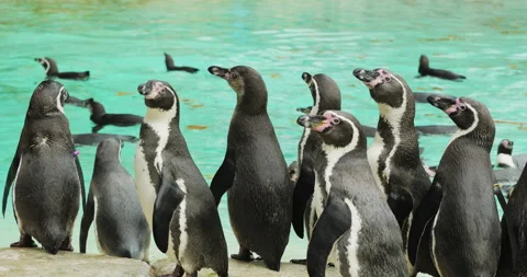 Flock of penguins walking on shore, while many others swim in water Video stock 320837647