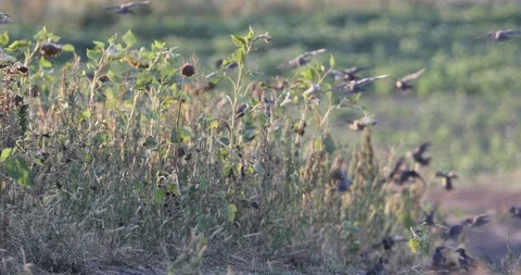 Flock of pest birds Stock Footage 116180755