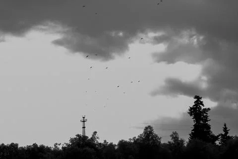 Flock Stock Photos