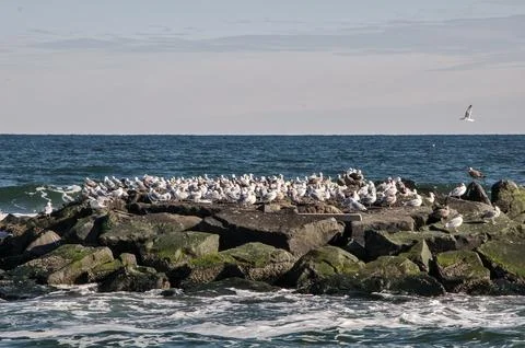 The Flock Stock Photos
