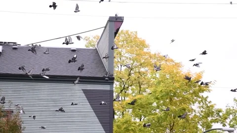 Flock of pigeon in flight Stock Footage 211213588