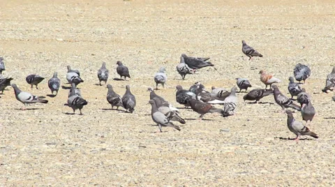 Flock of Pigeon Stock Footage 29227925