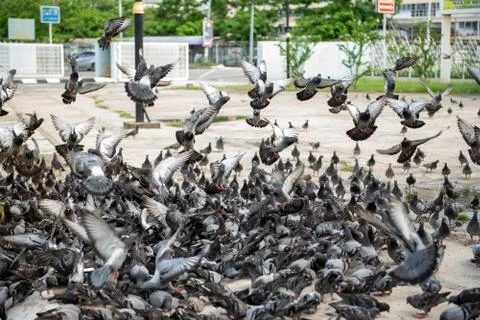 A Flock of Pigeon Stock Photos