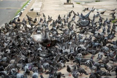 A Flock of Pigeon Stock Photos