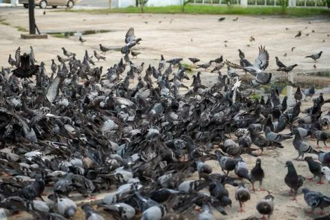A Flock of Pigeon Stock Photos