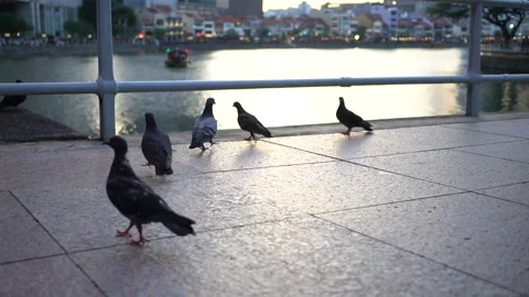 A Flock Of Pigeons In The Afternoon Video stock 244311055