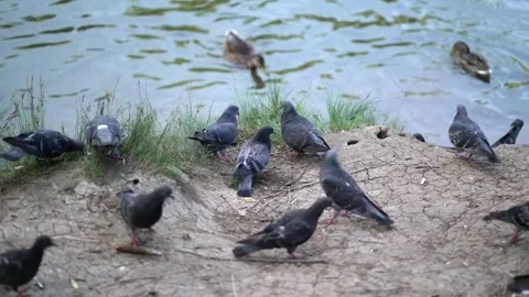 A flock of pigeons and ducks gathered peacefully by the water's edge Stock Footage 340481488