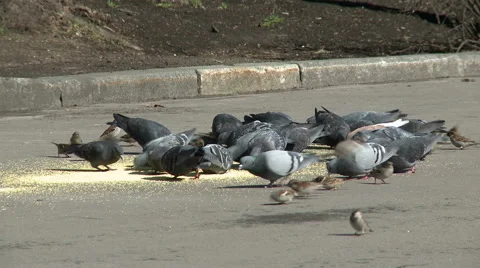 Flock of pigeons and sparrows feeding at park Stock Footage 50776502