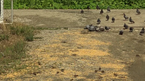 Flock pigeons and sparrows pick corn seed. Video stock 79776271