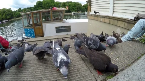 Flock of pigeons are being fed near the river Stock Footage 79931945
