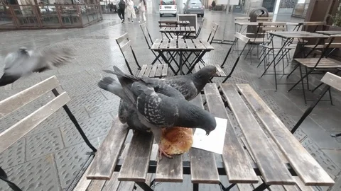 Flock of Pigeons attacking my breakfast (croissant) Stock Footage 126218977