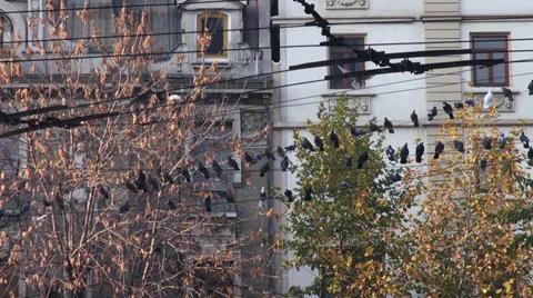 Flock of pigeons balancing on power cables, doves, birds, power lines, trolley Stock Footage 35203949