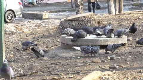 A flock of pigeons basked on a concrete hatch in the winter Stock Footage 124760431