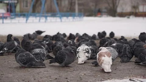 A flock of pigeons basks on the hatch of a heating duct Stock Footage 327608052