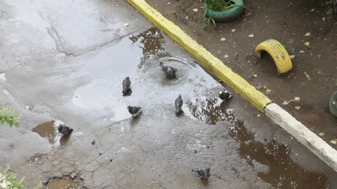 A flock of pigeons bathe in a puddle after the rain Video stock 122512177