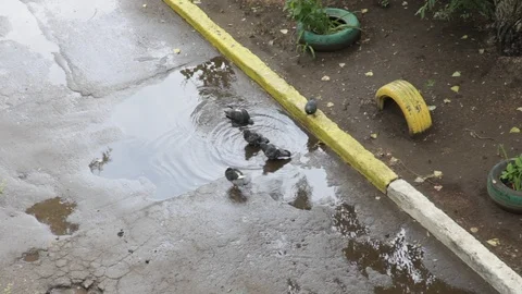 A flock of pigeons bathe in a puddle after the rain Video stock 122512270