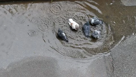 A flock of pigeons bathe in a puddle on the pavement after rain. Stock Footage 130216313
