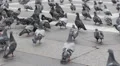 Flock Pigeons Bird Feeding Grey Dove Standing Flying Street Pavement Paved Milan HD Footage