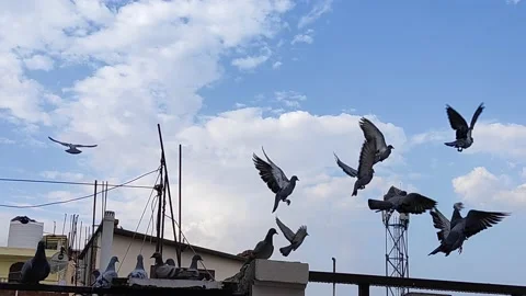 Flock of pigeons birds Stock Footage 132080964